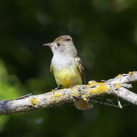 Great Crested Flycatcher by David Rintoul