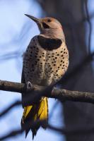 Northern (Yellow-shafted) Flicker by David Rintoul