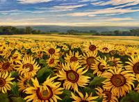 Sunflower Fields, Kansas by Kristin Goering