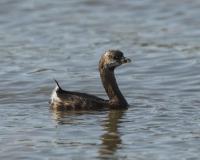 Pied-Billed Grebe by David Rintoul