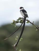Pin-Tailed Whydah by David Rintoul