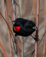 Red-Winged Blackbird by David Rintoul