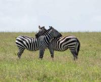 Zebras by David Rintoul