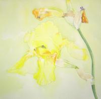 Yellow Iris by Barbara Waterman-Peters