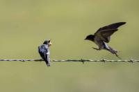 Barn Swallow Feeding Time by David Rintoul