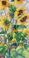 Starworks Sunflowers, July by Kristin Goering