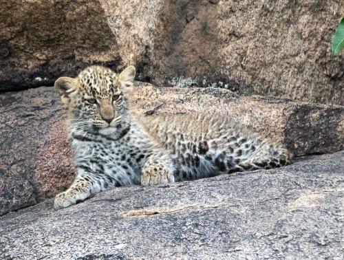 Leopard Cub by David Rintoul