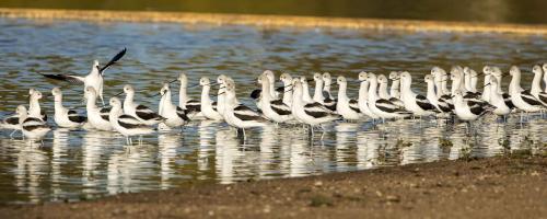 American Avocets, Lounging by David Rintoul