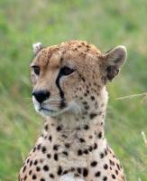 Cheetah by David Rintoul