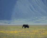 Elephant in Valley by David Rintoul