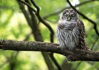 Barred Owl Napping by David Rintoul