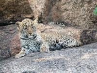 Leopard Cub by David Rintoul