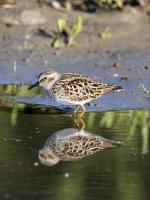 Least Sandpiper, Reflecting by David Rintoul