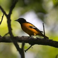 Baltimore Oriole by David Rintoul