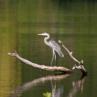 Great Blue Heron by David Rintoul
