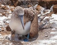 Blue-Footed Booby Family by David Rintoul