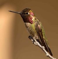 Anna’s Hummingbird by David Rintoul