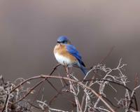 Eastern Bluebird by David Rintoul