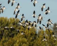 American Avocets, Taking Flight by David Rintoul