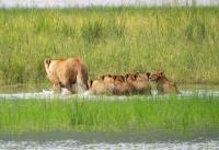 Lion Family Crossing by David Rintoul