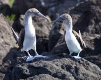Blue-Footed Booby Dance by David Rintoul