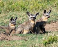 Bat-Eared Foxes by David Rintoul