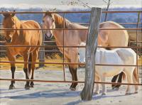 Horses, Pony, December by Nora Othic