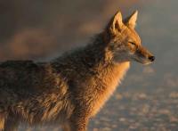 Coyote at Sunset by David Rintoul