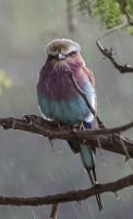 Lilac-Breasted Roller by David Rintoul