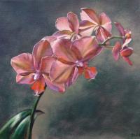 Orchid Light II by Barbara Waterman-Peters
