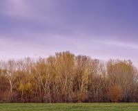 Field and Trees by George Jerkovich