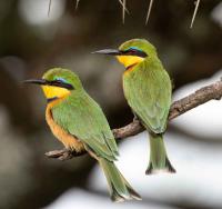 Little Bee Eaters by David Rintoul