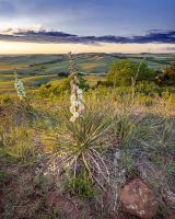 Yucca at Sunset, Coronado Heights by George Jerkovich