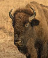 Bison Profile by Teresa Grove