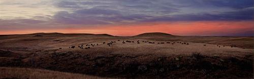 Cattle, Ottawa Co., KS by George Jerkovich
